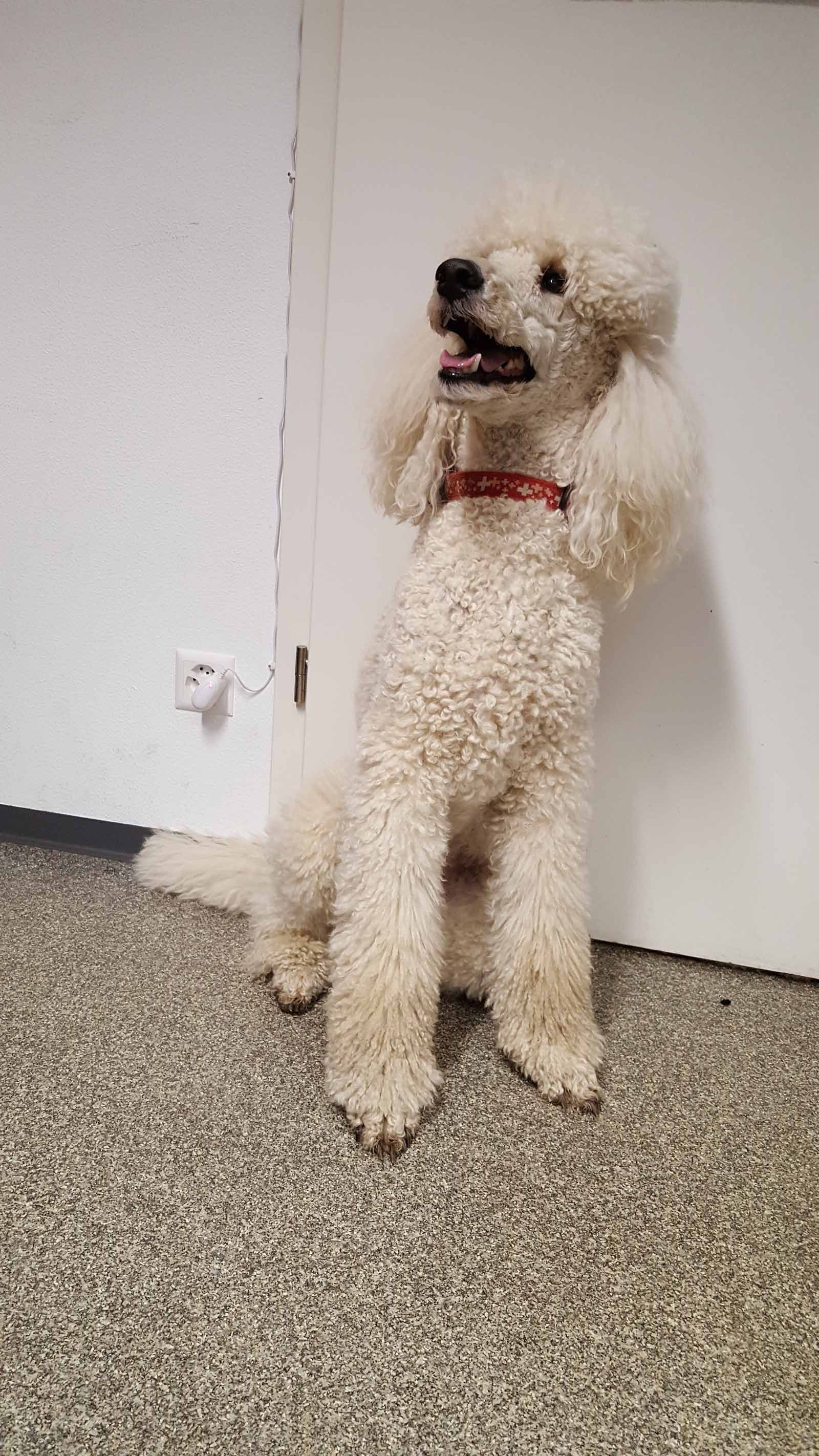 Pudel sitzt aufrecht auf einem strukturierten Boden und trägt ein rotes Halsband. Er schaut mit offenem Maul nach oben.