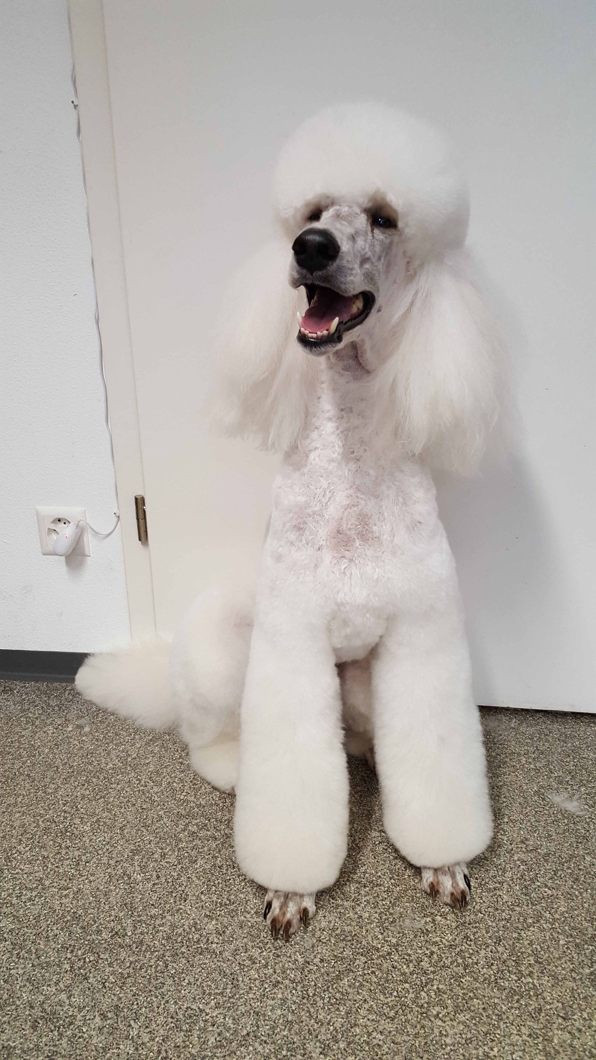 Weißer Pudel mit professionellem Pflegestil, sitzt und lächelt drinnen.