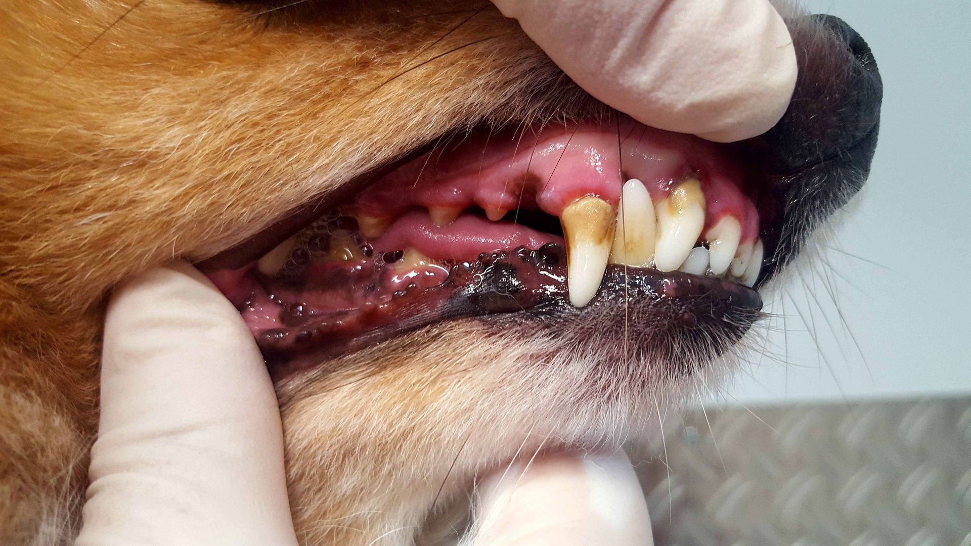 Maul eines Hundes mit verfärbte Zähnen, entzündetes Zahnfleisch. Eine Person mit Handschuhen hält die Lippe des Hundes.