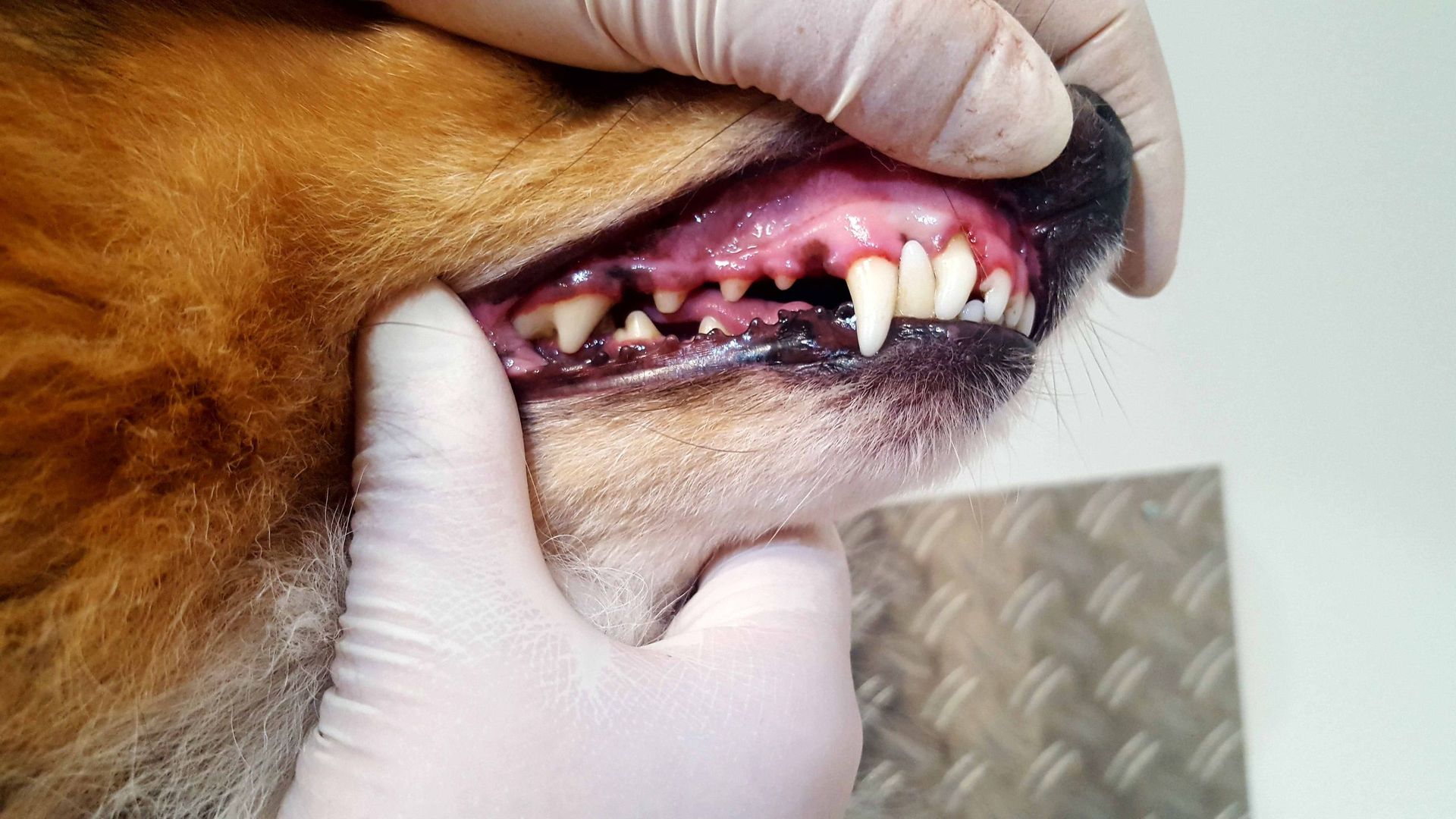 Das Maul des Hundes ist geöffnet und zeigt Zähne. Behandschuhte Hände halten den Kiefer offen.