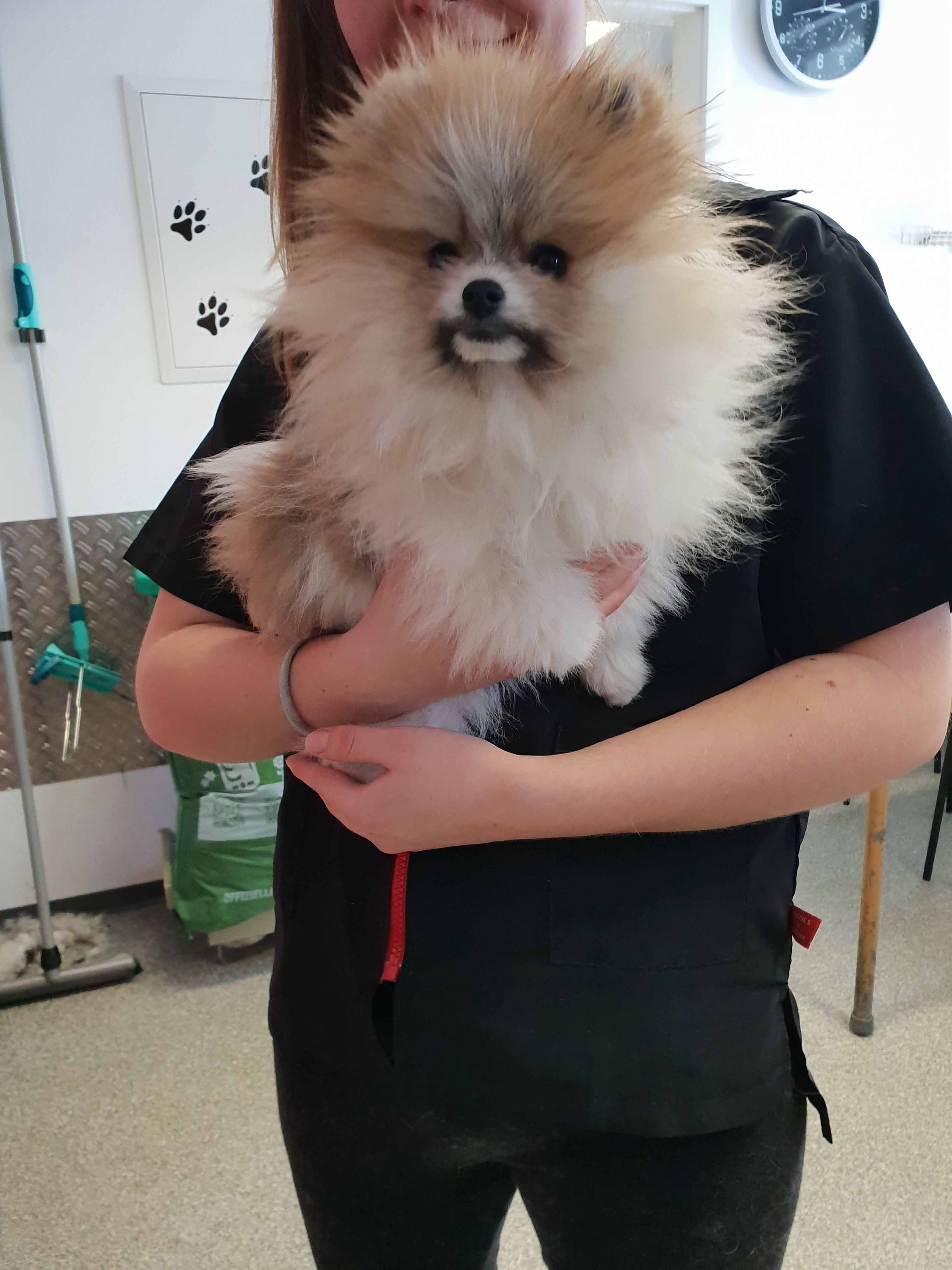 Frau hält einen flauschigen, braun-weißen Zwergspitz in einer Pflegeumgebung.