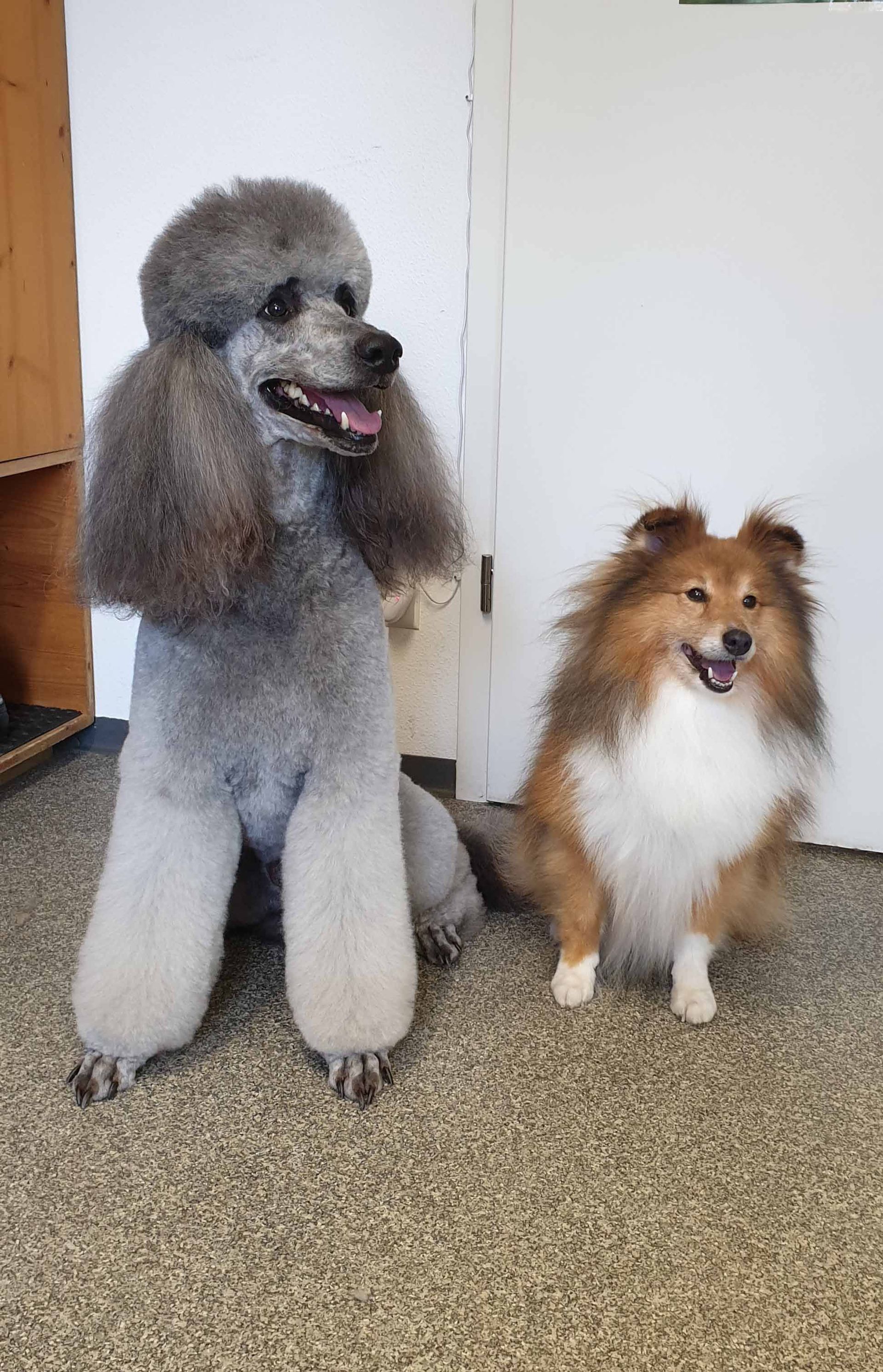 Grauer Pudel und Shetland-Schäferhund sitzen lächelnd nebeneinander im Haus.
