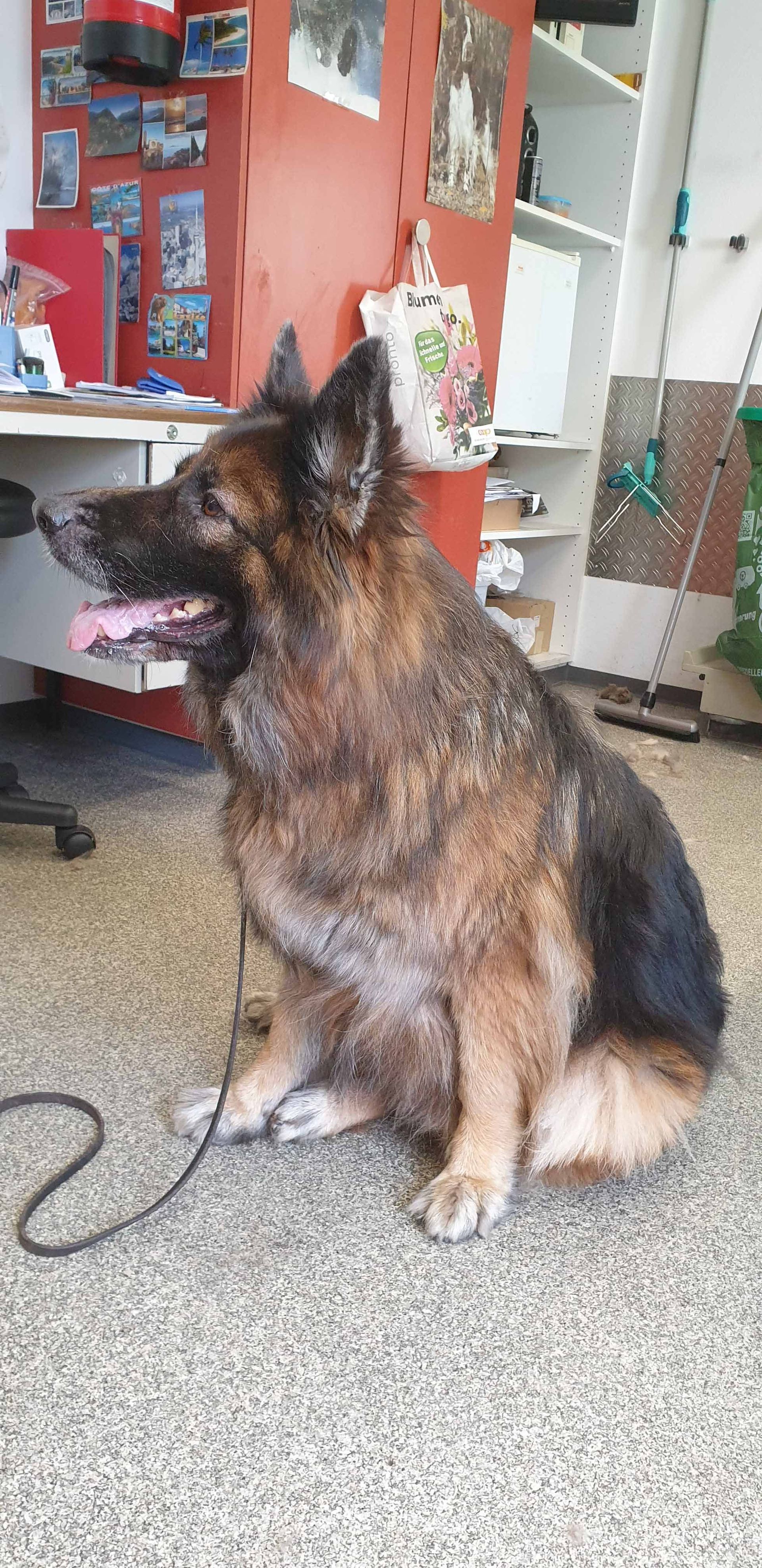 Deutscher Schäferhund sitzt mit heraushängender Zunge in einem Raum und schaut nach links.