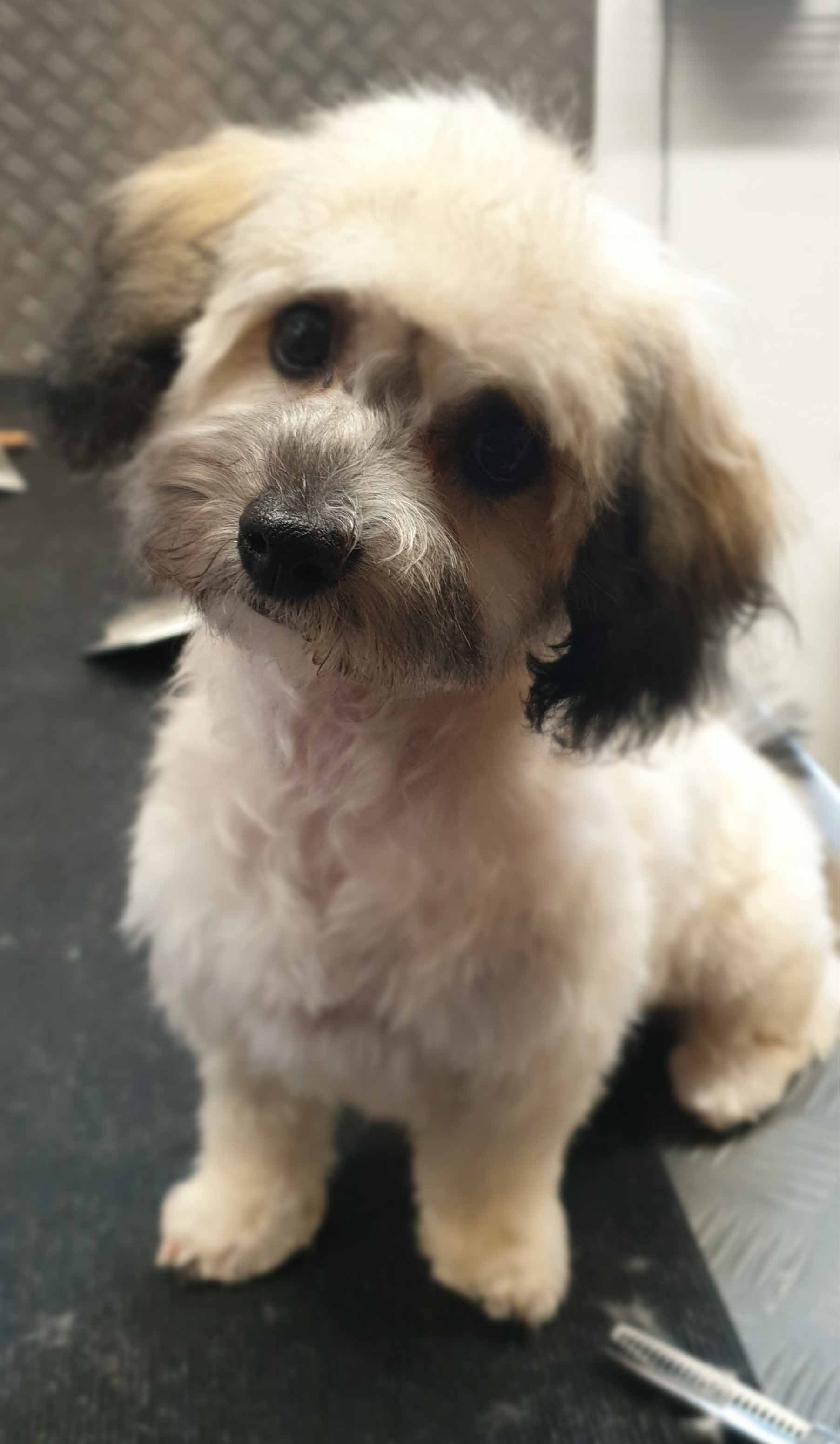 Kleiner braun-schwarzer Hund mit frisch gepflegtem Haarschnitt, der den Betrachter direkt ansieht.