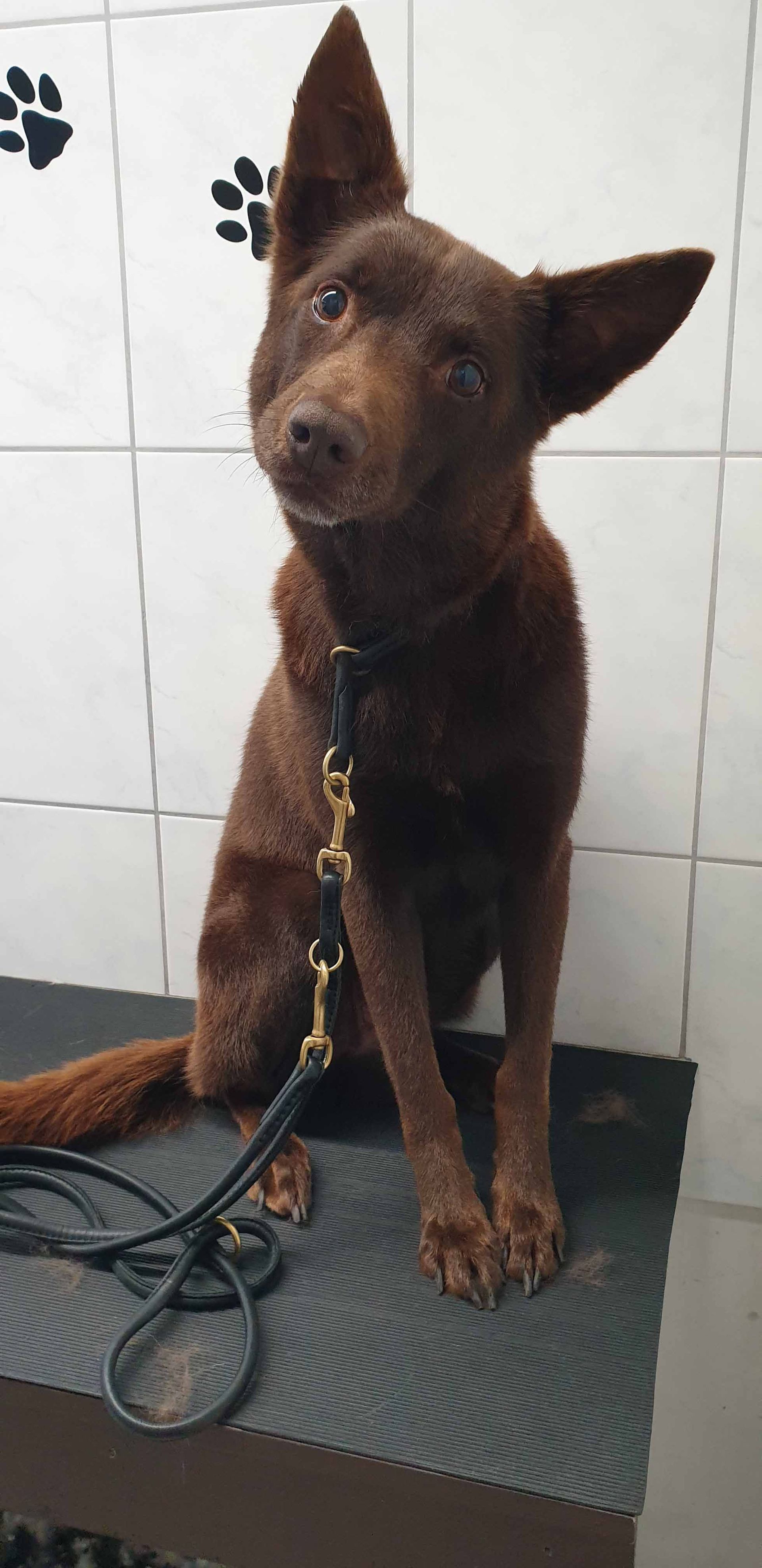 Ein brauner Hund sitzt da und schaut in die Kamera. Er trägt eine Leine.
