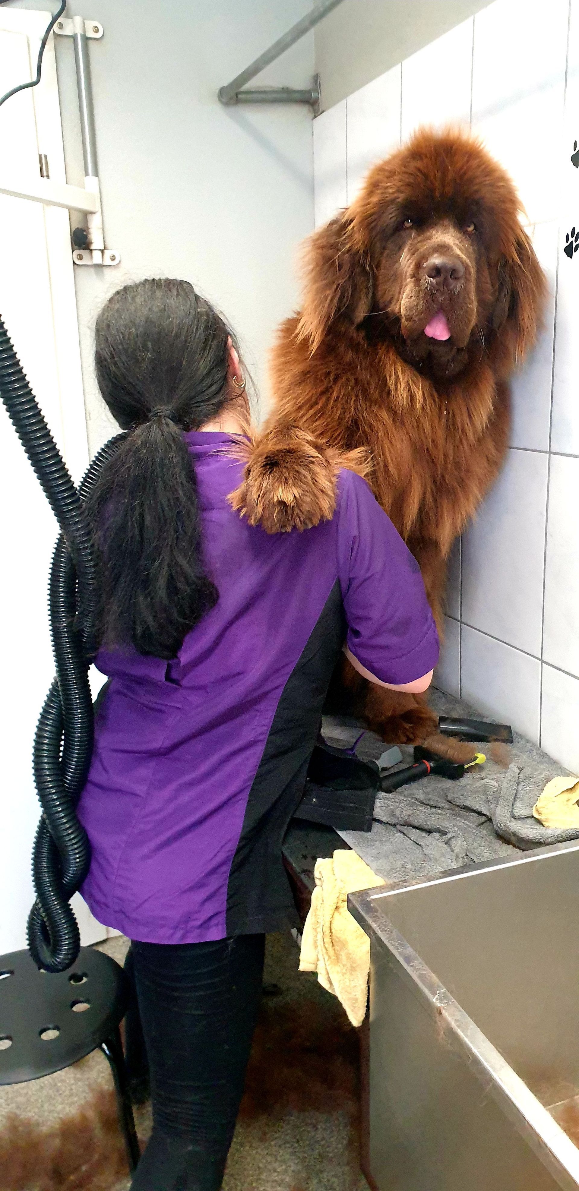 Ein Hundefriseur in einem lila Hemd pflegt einen großen, braunen Hund. Sie befinden sich in einem Hundesalon.