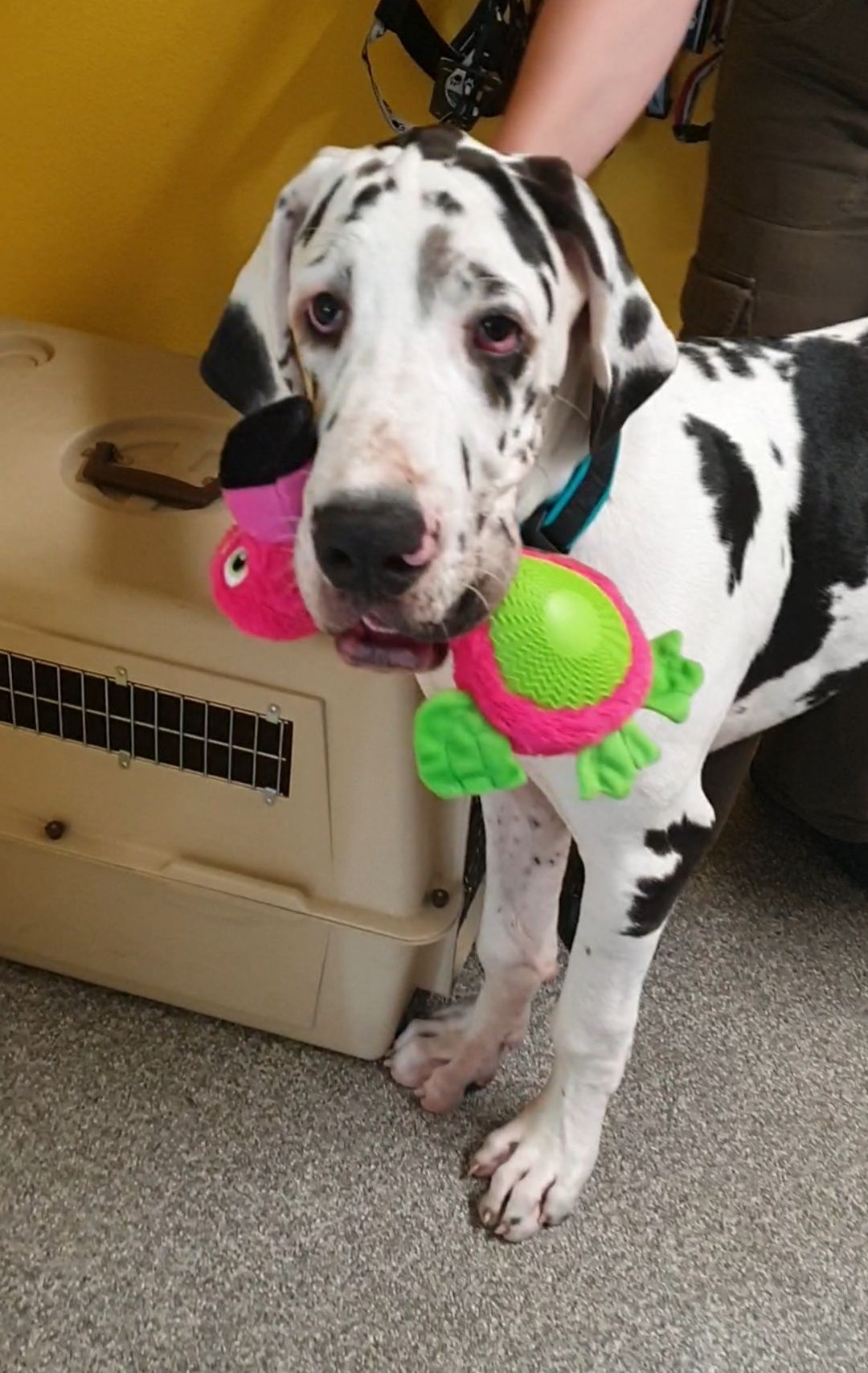 Harlekin-Deutsche Dogge hält Spielzeug neben einem Zwinger, der Arm einer Person ist sichtbar.