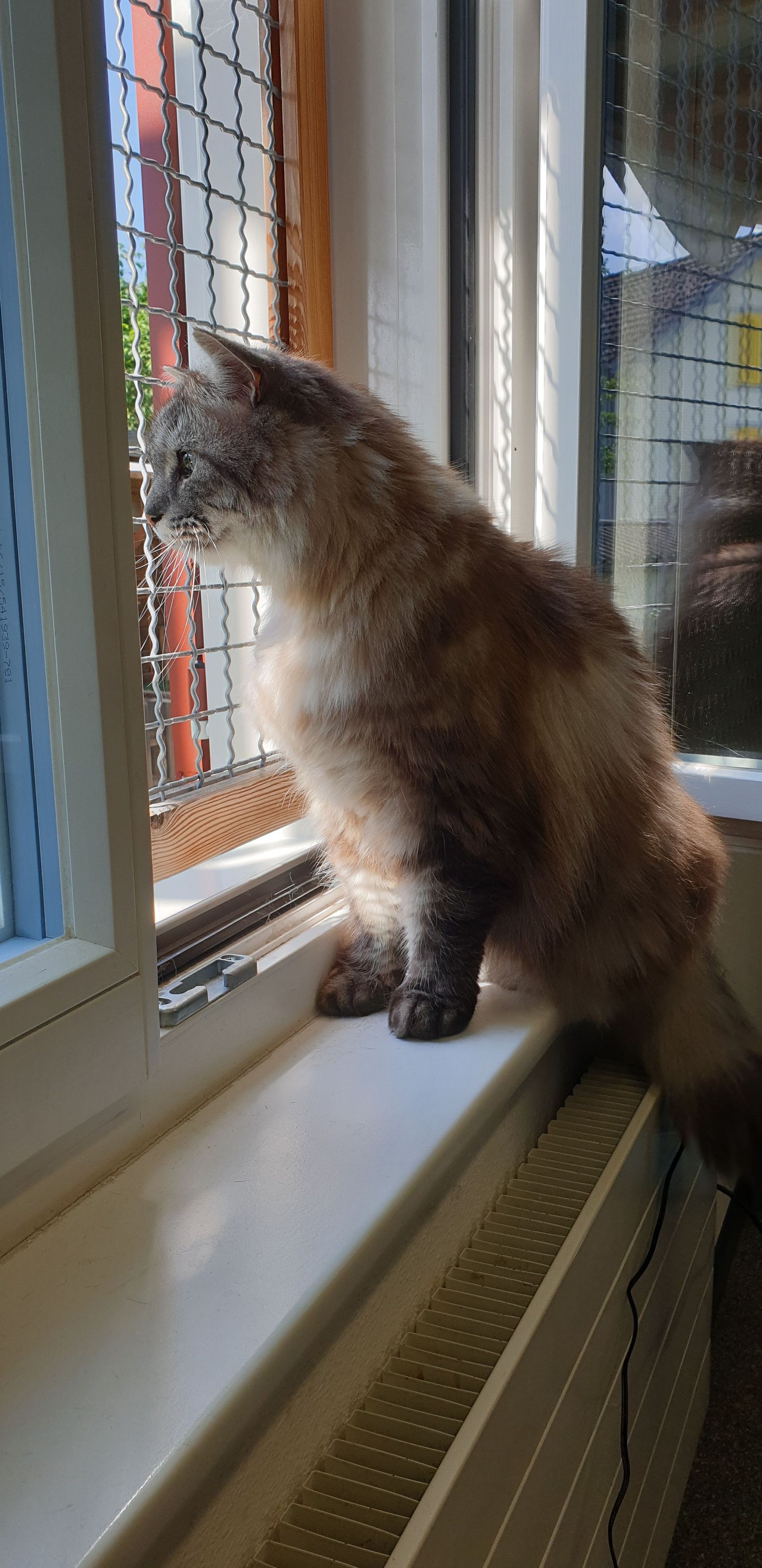 Eine flauschige Katze sitzt auf einem Fensterbrett und schaut aus dem Fenster. Sie hat braunes und graues Fell.