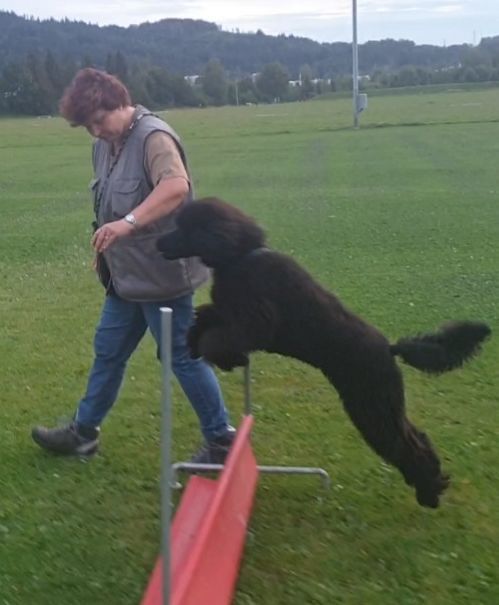 Frau in Jeans führt schwarzen Pudel über eine Agility-Hürde auf einer grünen Wiese.