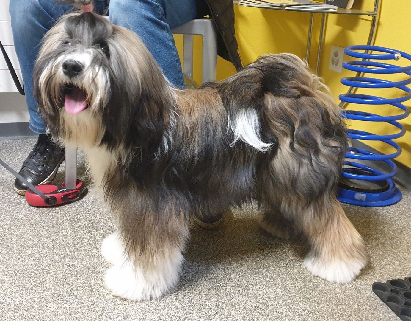 Ein Bearded Collie mit flauschigem, braun-weißem Fell steht hechelnd auf einem gesprenkelten Boden.