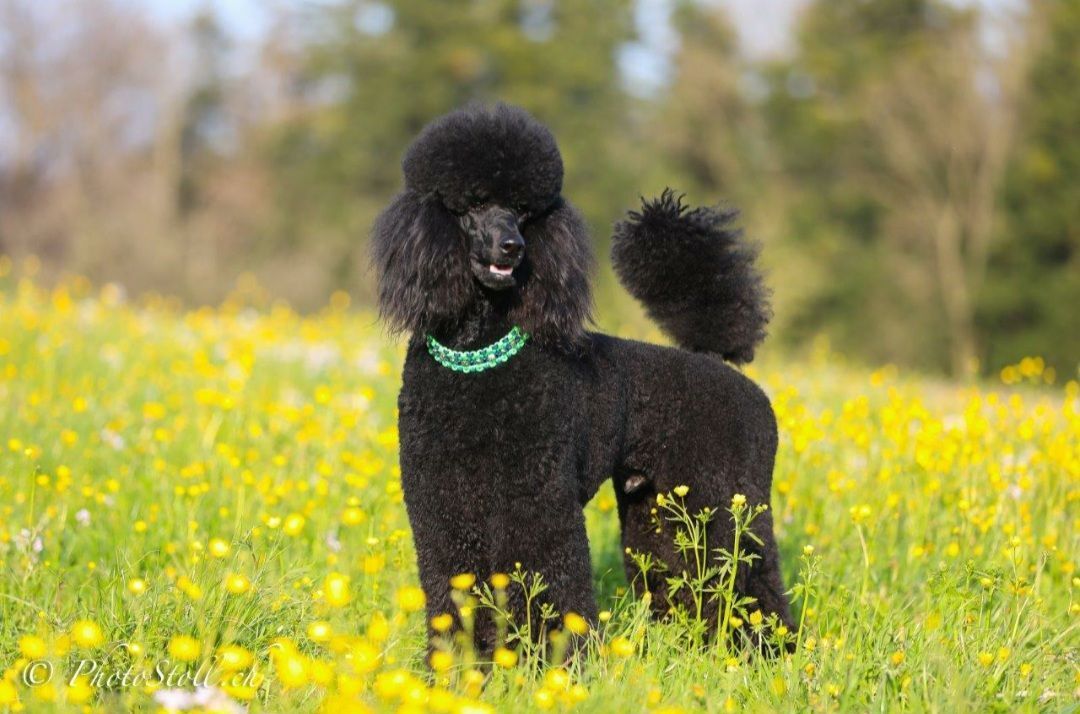 Schwarzer Pudel steht in einem Feld mit gelben Blumen und trägt ein grünes Halsband.