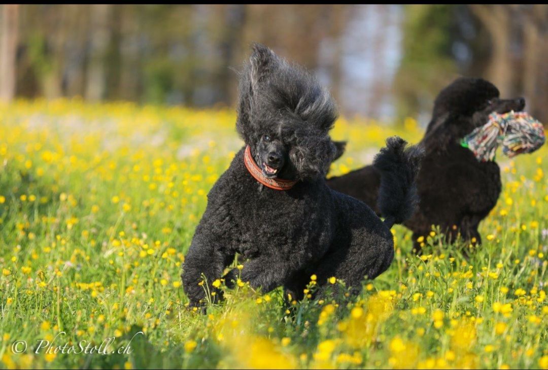 Zwei schwarze Pudel laufen durch ein Feld mit gelben Blumen.