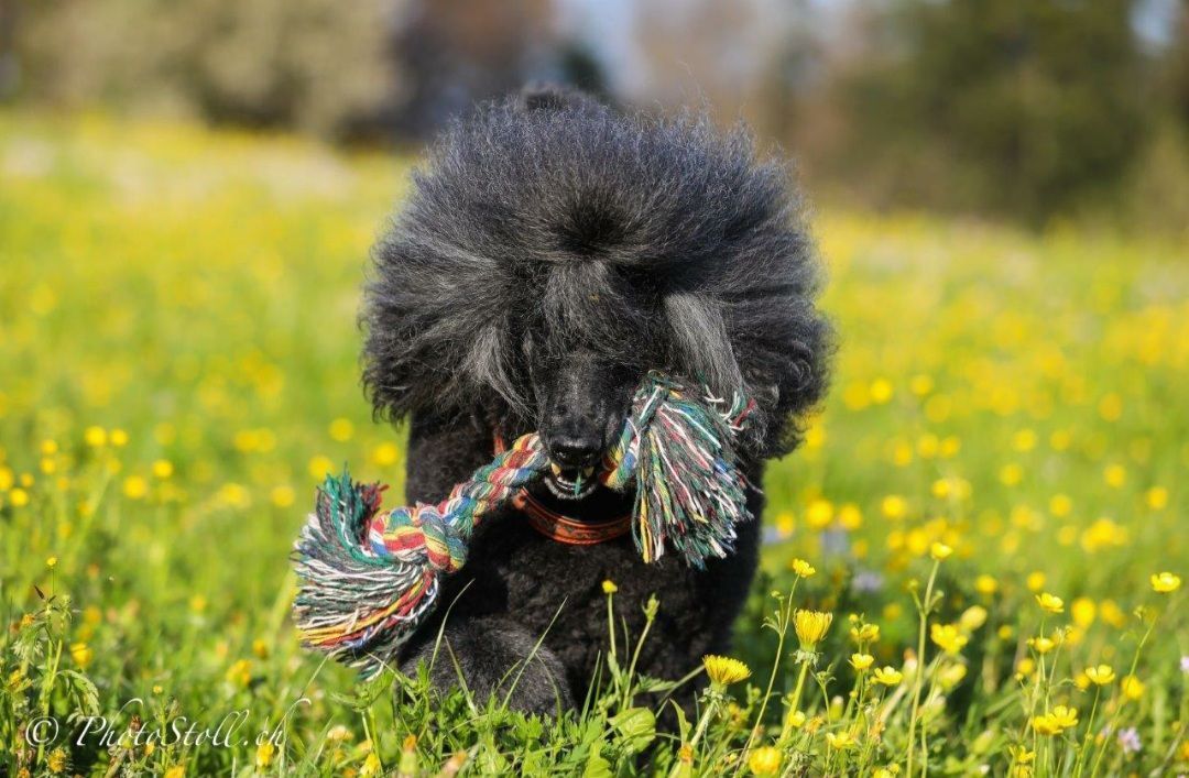 Schwarzer Pudel spielt auf einem Feld mit gelben Blumen und hält ein buntes Seilspielzeug.