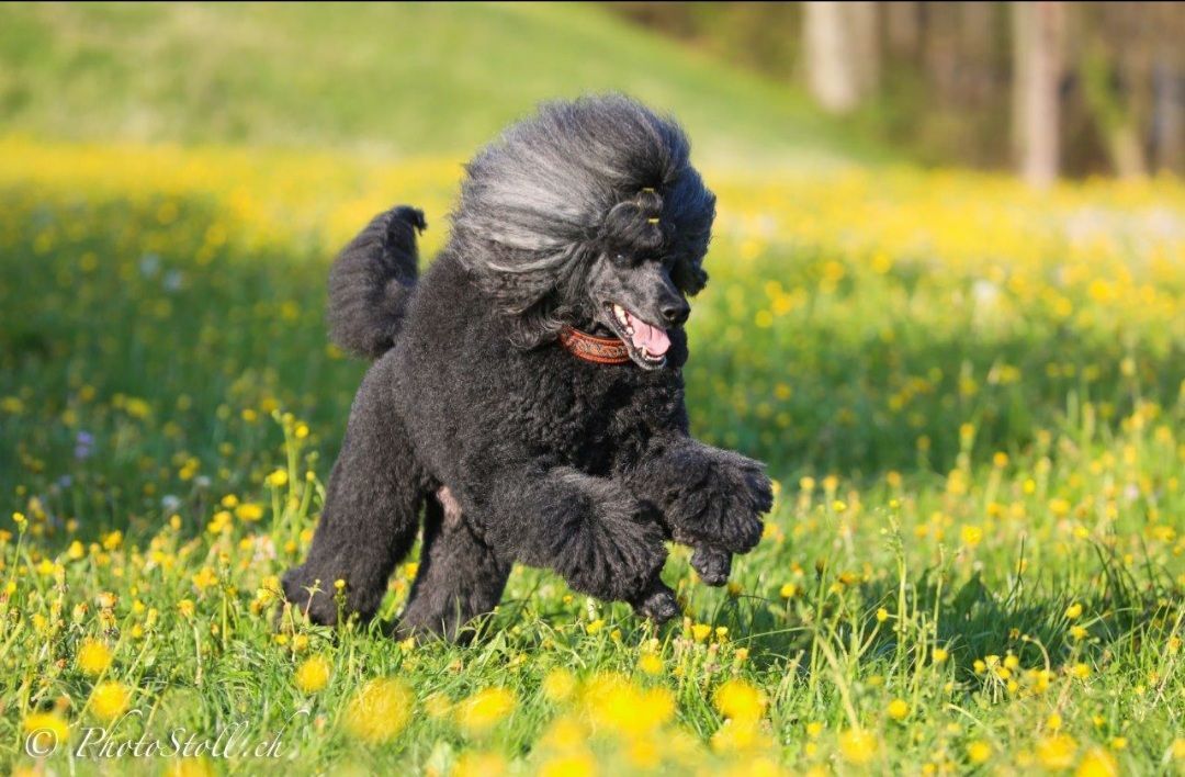 Schwarzer Pudel läuft mit glücklichem Gesichtsausdruck über ein Feld mit grünem Gras und gelben Blumen.