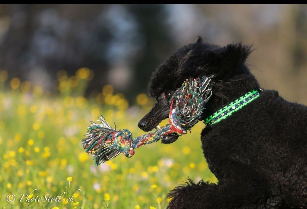 Schwarzer Pudel mit einem Halsband mit grünem Stern, im Freien, hält ein Seilspielzeug im Maul, gelbe Blumen im Hintergrund.