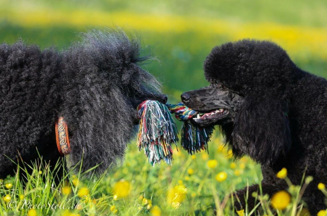 Zwei schwarze Pudel auf einer Wiese, Nase an Nase, wahrscheinlich beim Spielen. Grünes Gras und gelbe Blumen.