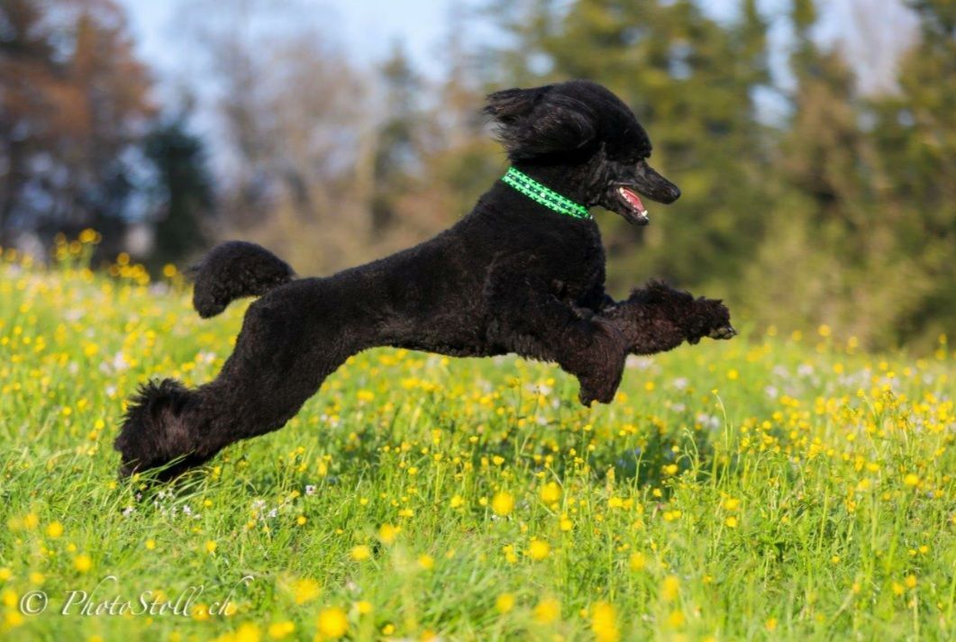 Schwarzer Pudel springt durch ein Feld aus gelben Blumen und grünem Gras.
