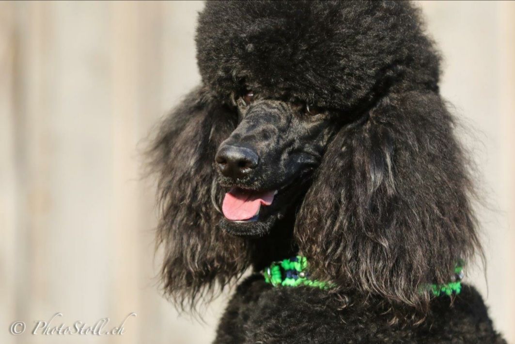 Schwarzer Pudel mit flauschigem Fell, trägt ein grünes Halsband, im Freien.