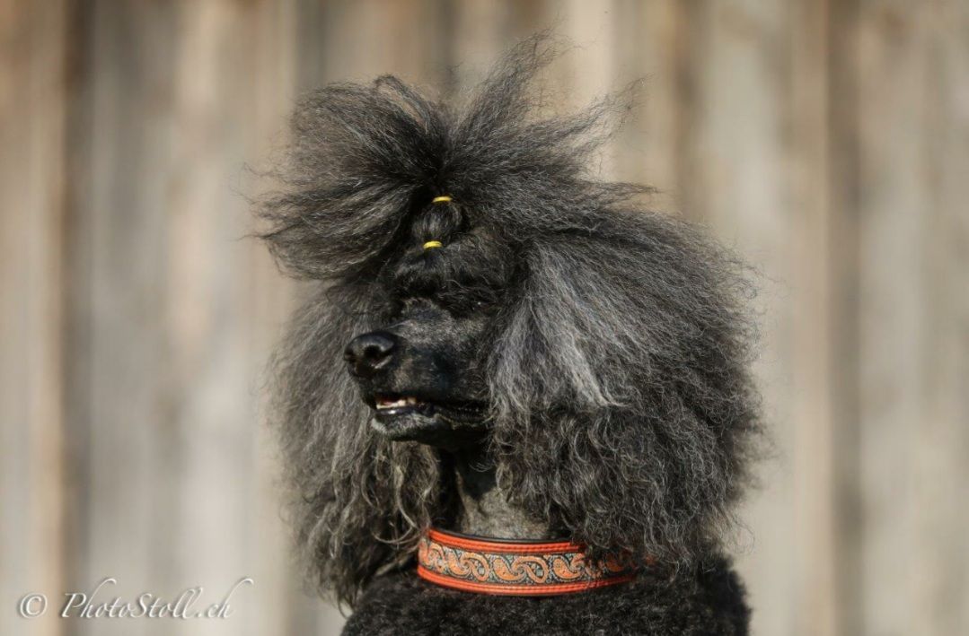 Schwarzer Pudel mit flauschigem, grauem, halskranzartigem Haarschnitt und Halsband vor einem hölzernen Hintergrund.