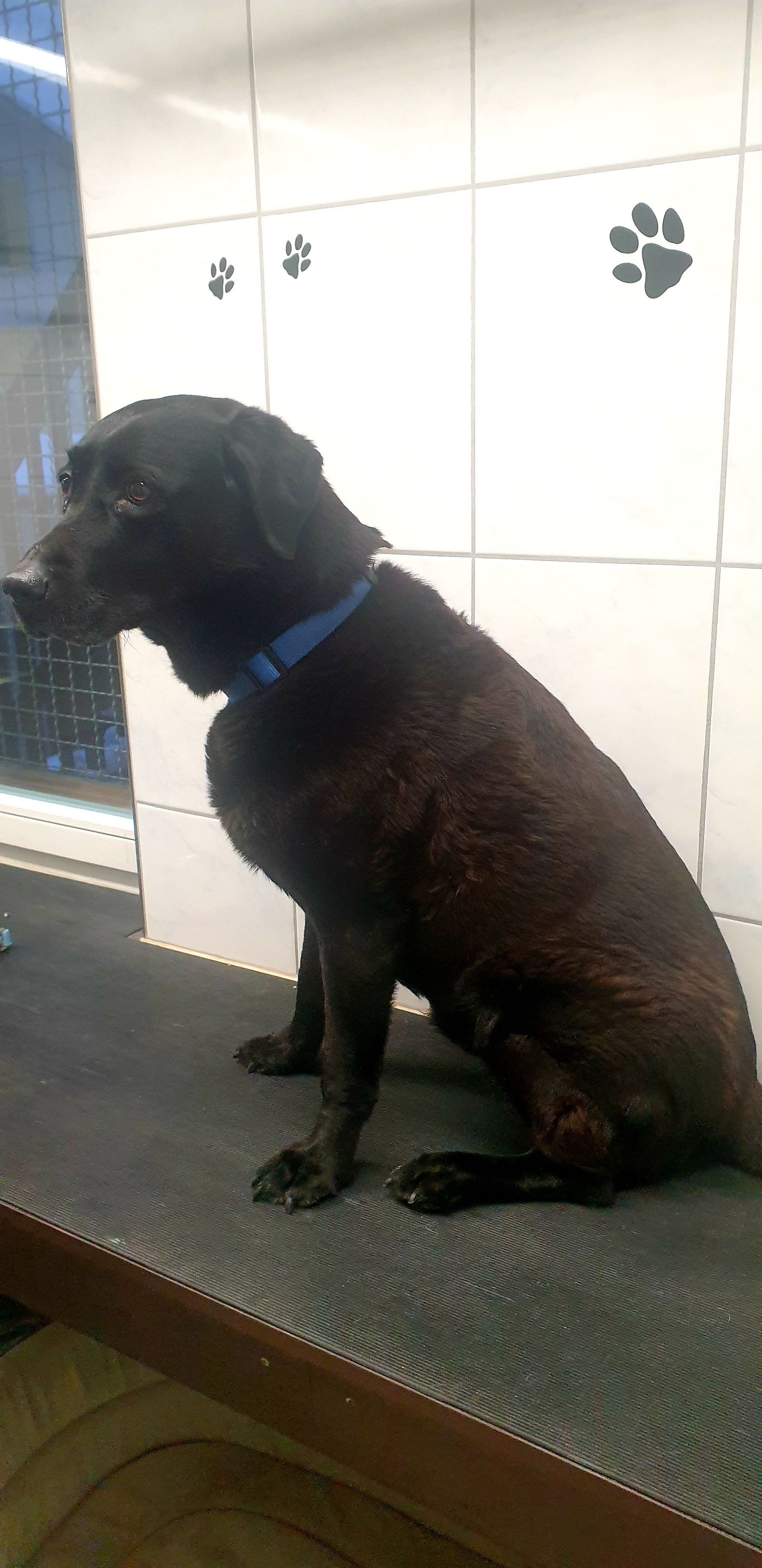 Schwarzer Labrador sitzt auf einem Pflegetisch, trägt ein blaues Halsband und hat Pfotenabdrücke an der Wand dahinter.