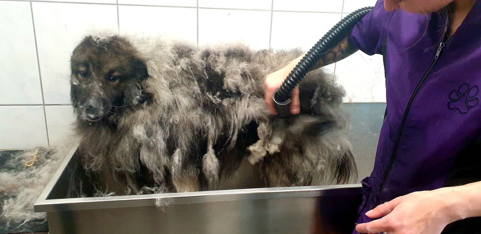 Hundefriseur trocknet einen flauschigen Hund in einer Edelstahlwanne. Der Hundefriseur trägt Lila.