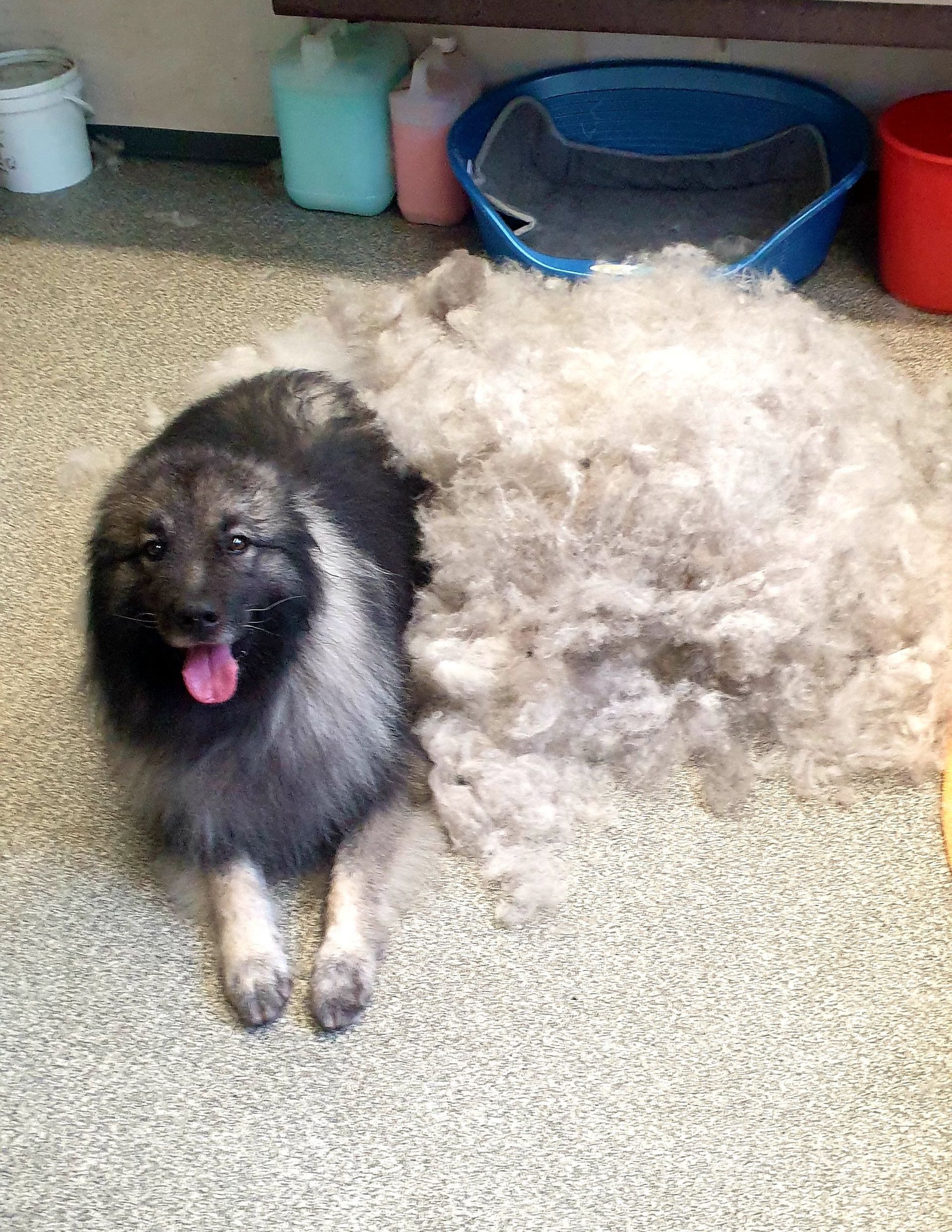 Ein Keeshond sitzt neben einem großen Haufen seines eigenen Fells. Der Hund lächelt und streckt die Zunge heraus.