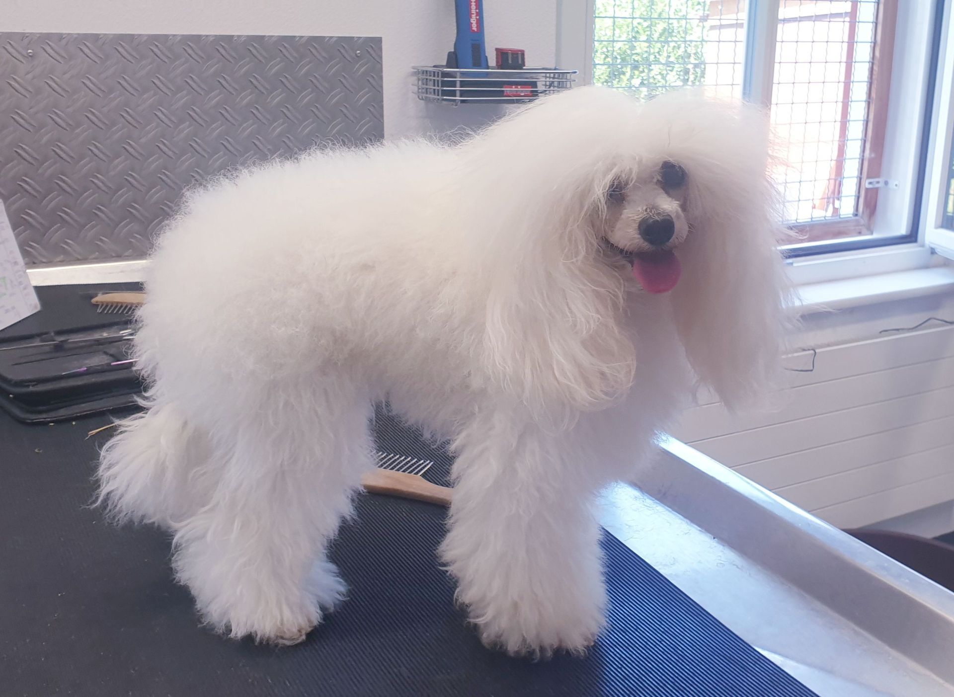 Weißer Pudel mit flauschigem Fell steht auf einem Pflegetisch und blickt mit heraushängender Zunge in die Kamera.