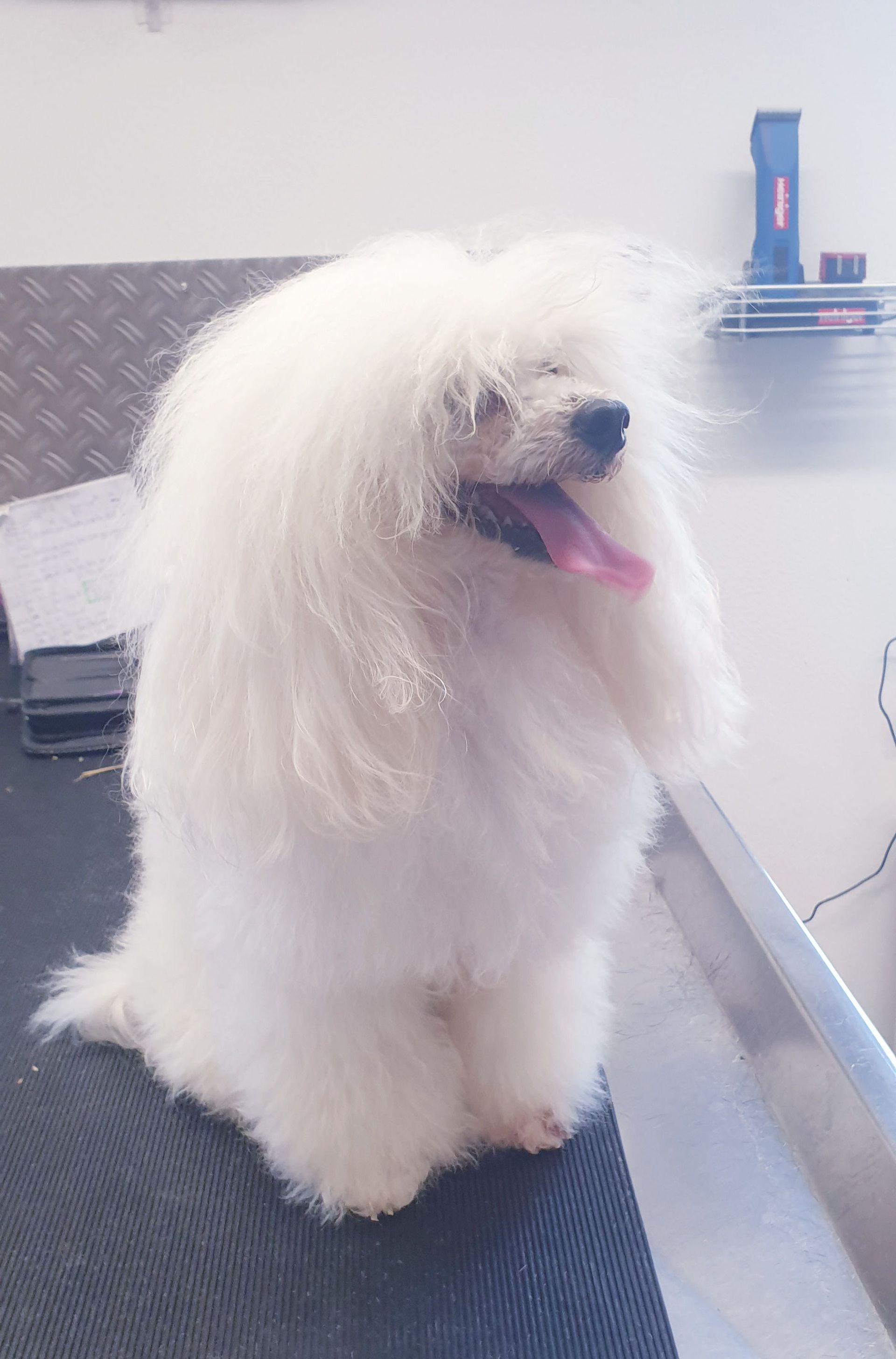 Weißer, flauschiger Hund, der hechelt und die Zunge herausstreckt, sitzt auf einem Pflegetisch.