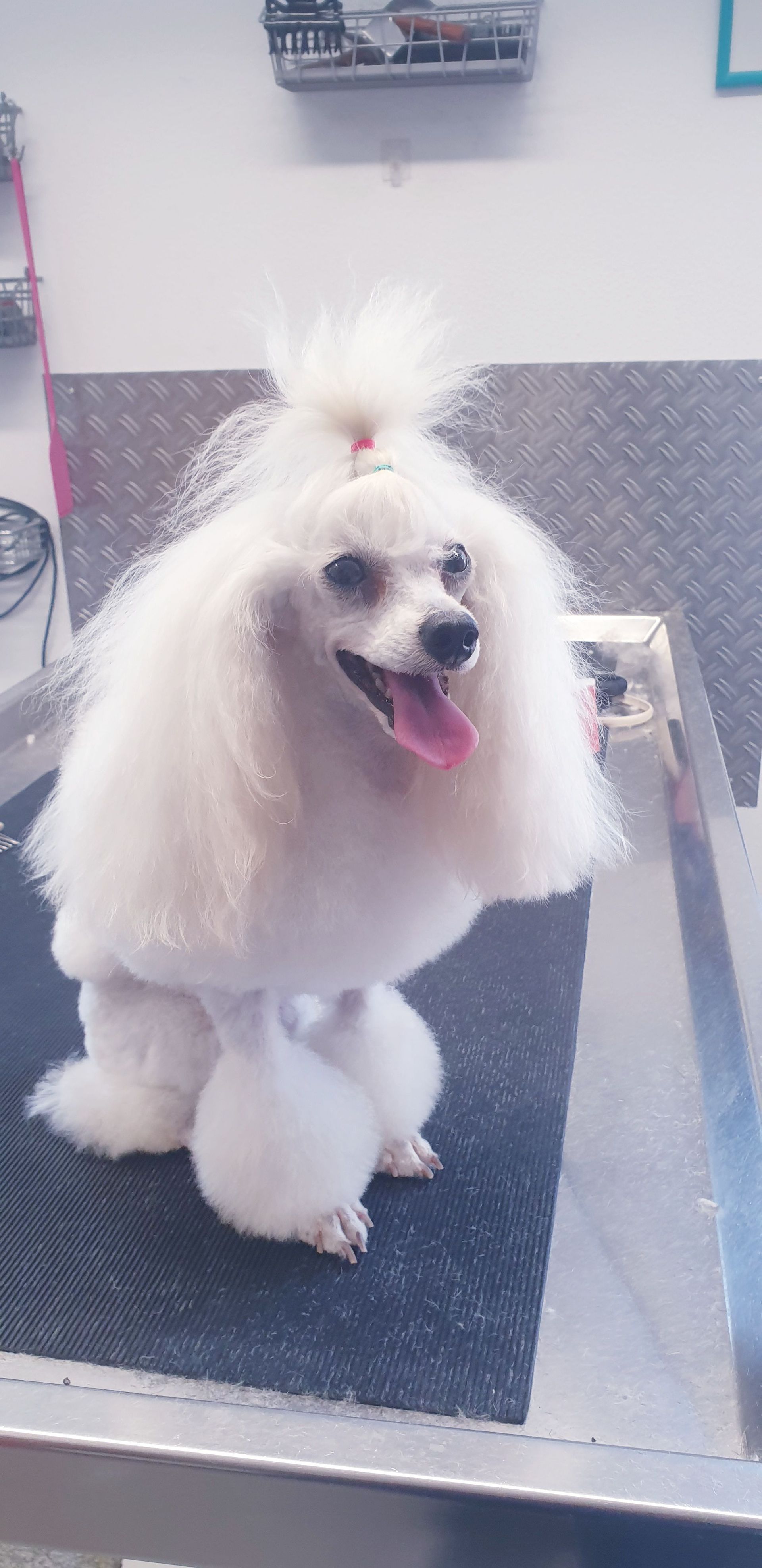 Weißer Pudel mit stylischem Haarschnitt, Zunge heraus, auf einem Trimmtisch.