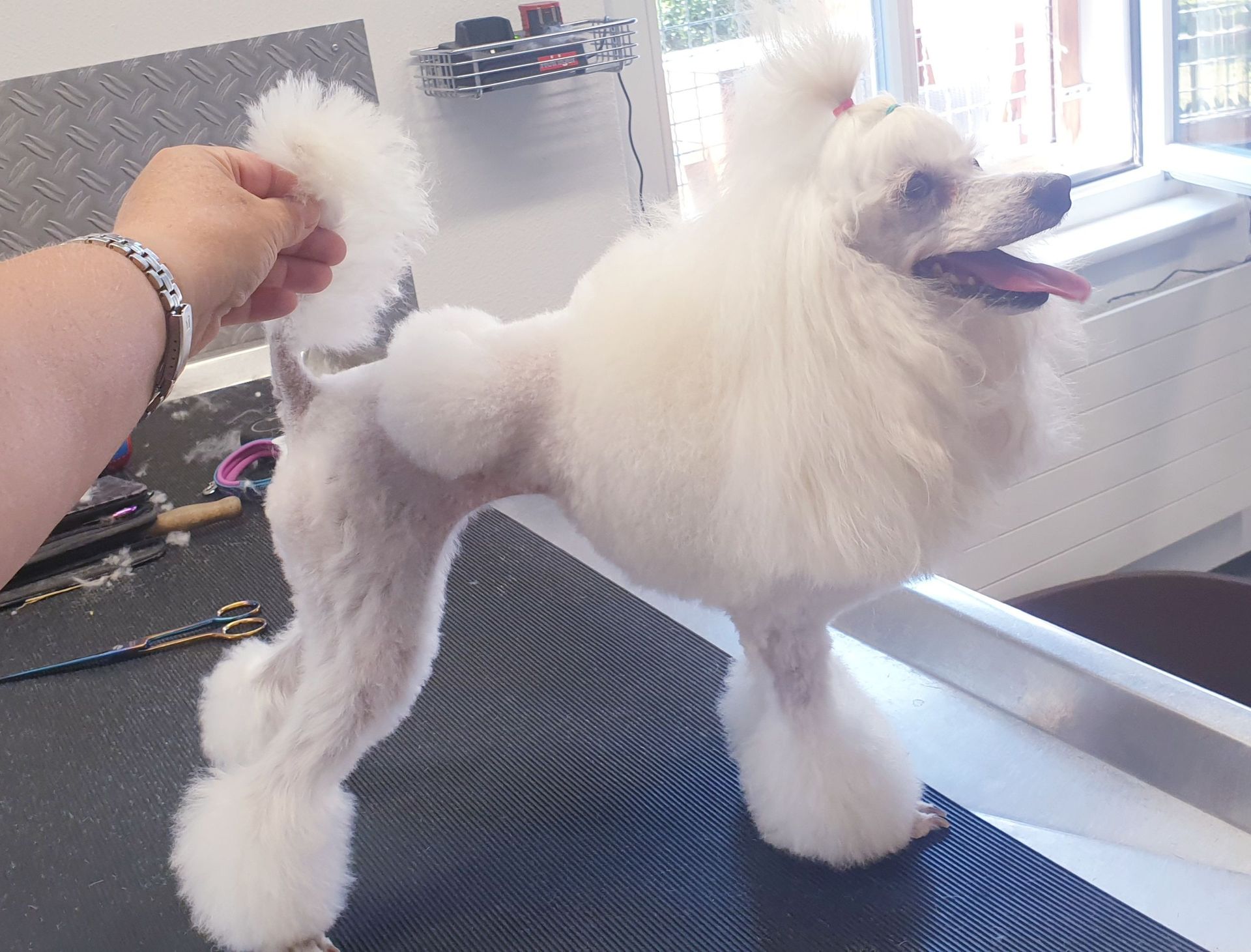 Weißer Pudel mit einem professionellen Pfleger, posiert mit heraushängender Zunge auf einem Pflegetisch im Haus.