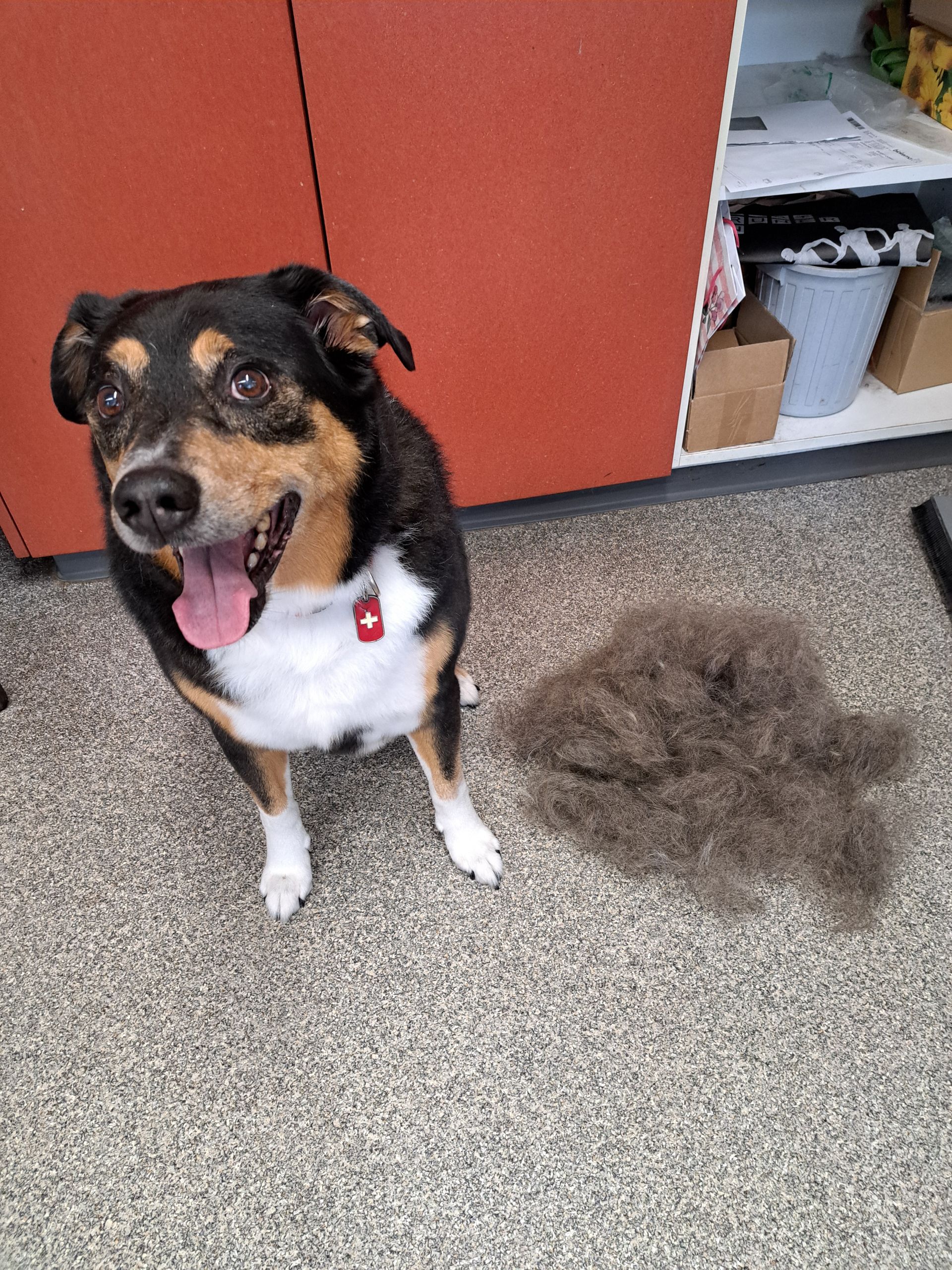 Hund mit schwarzbraunem Fell sitzt neben einem Haufen seines abgeworfenen Fells, im Hintergrund eine rote Wand.
