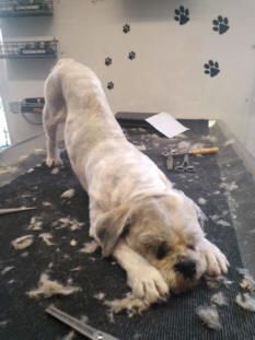 Hund streckt sich nach dem Haarschnitt auf dem Trimmtisch. Weißes und beiges Fell. Pfotenabdrücke an der Wand.