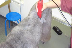 Person, die in einem Salon einen grauen Hund mit einer elektrischen Haarschneidemaschine pflegt.