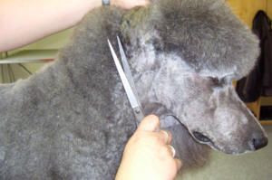 Hände trimmen mit einer Schere das Fell von Kopf und Hals eines grauen Pudels.