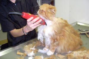 Rasiert eine orangefarbene Katze mit einer elektrischen Haarschneidemaschine auf einem Metalltisch, es liegen Haarabschnitte.