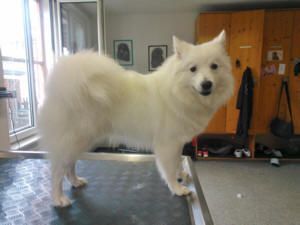 Weißer, flauschiger Hund steht auf einem Pflegetisch und schaut in die Kamera.