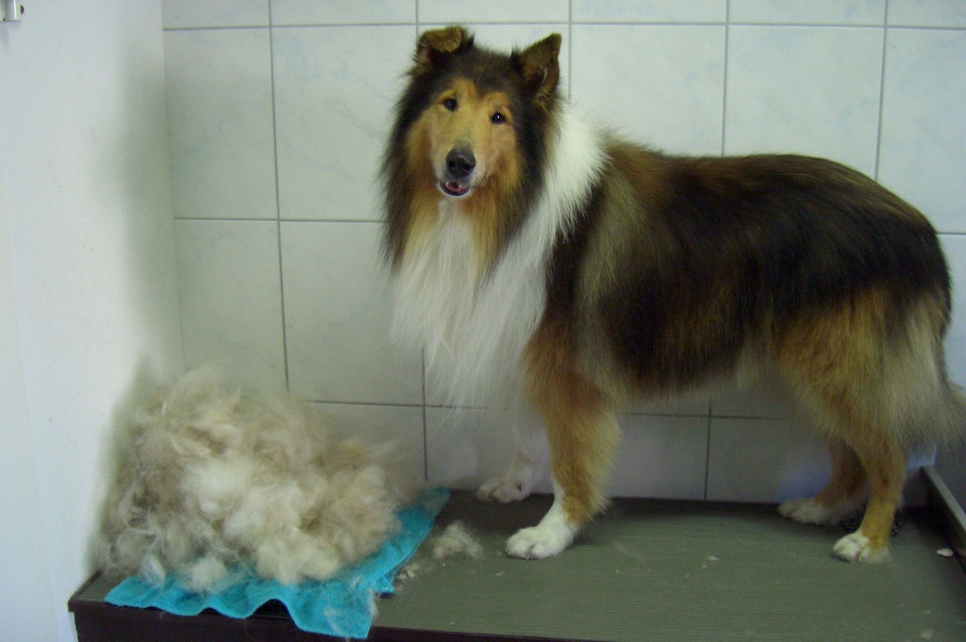 Collie-Hund steht auf einem Tisch neben einem Fellhaufen, wahrscheinlich nach der Fellpflege.