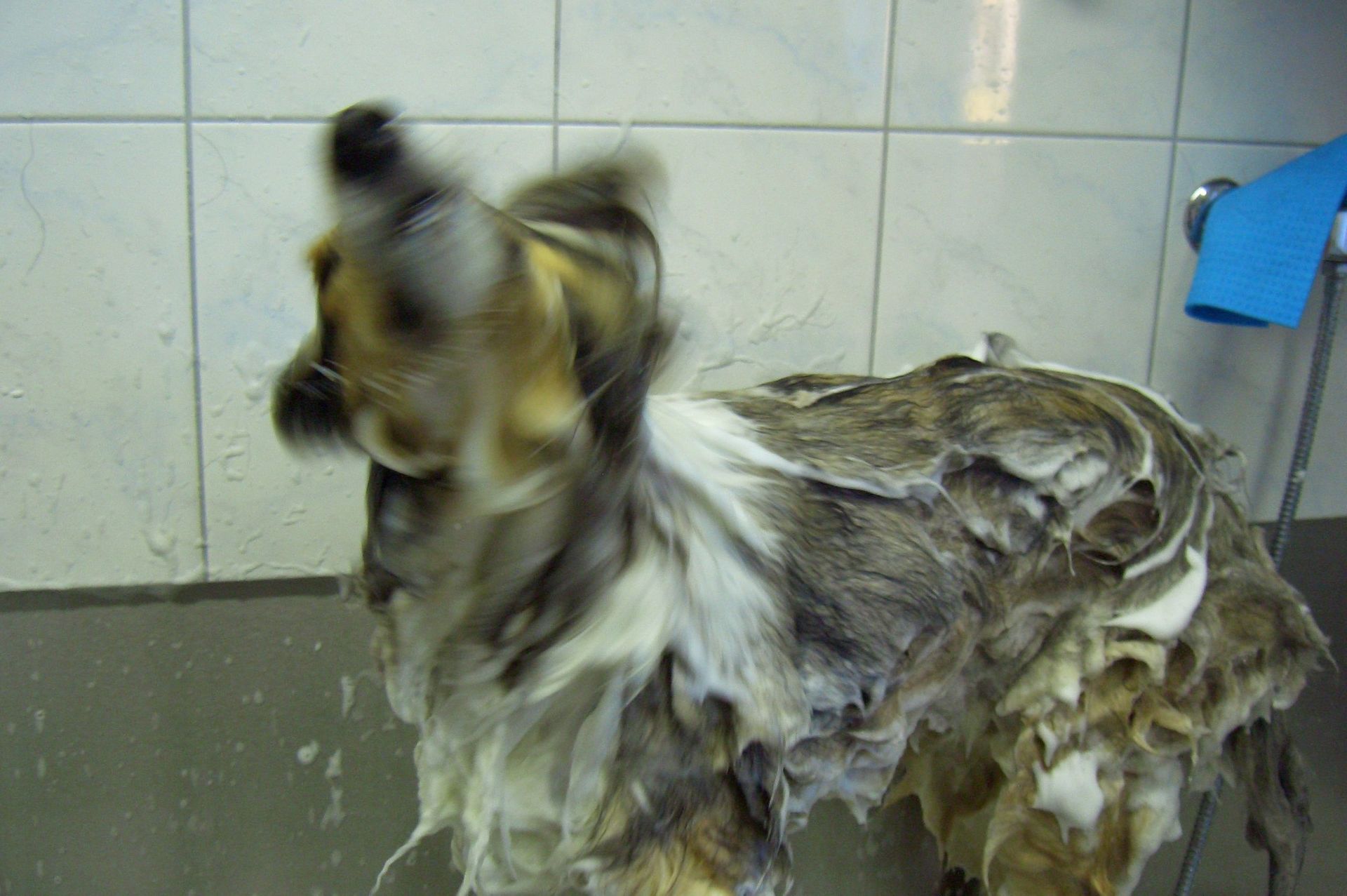 Nasser Hund zittert nach einem Bad in einem gefliesten Raum, Fell durch Bewegung verwischt.
