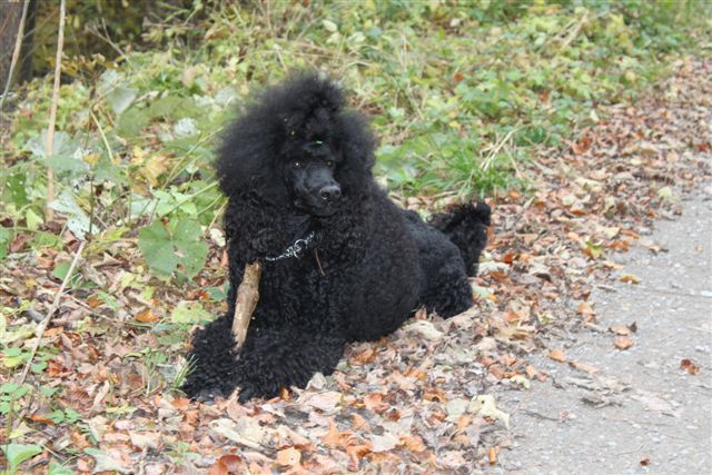 Thayiro Freizeit - Hundesalon Dany - St. Gallen
