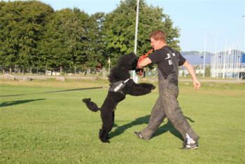 Thayiro Halten - Hundesalon Dany - St. Gallen