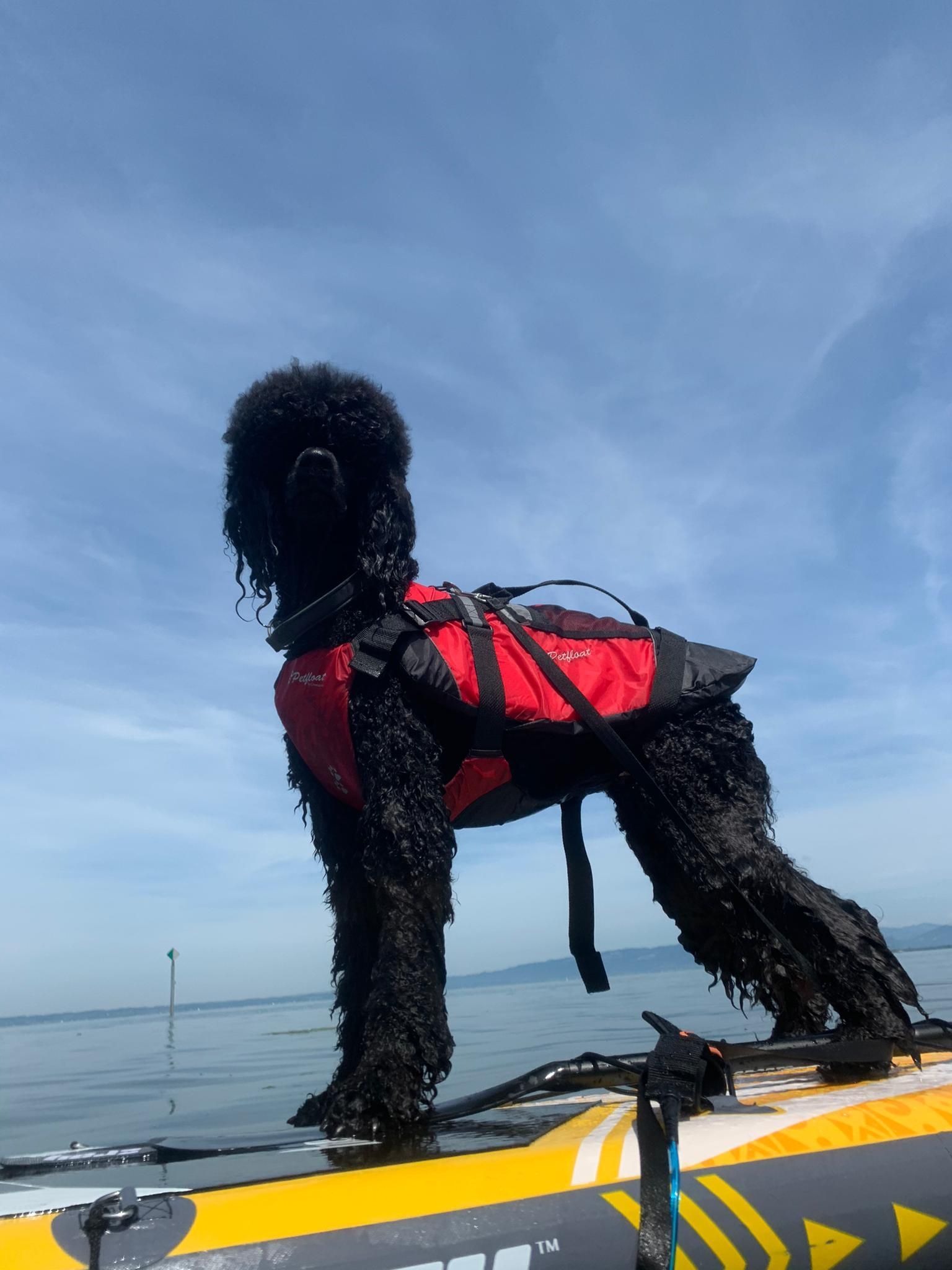 Schwarzer Hund mit roter Schwimmweste steht auf einem Paddleboard und schaut aufs Wasser.