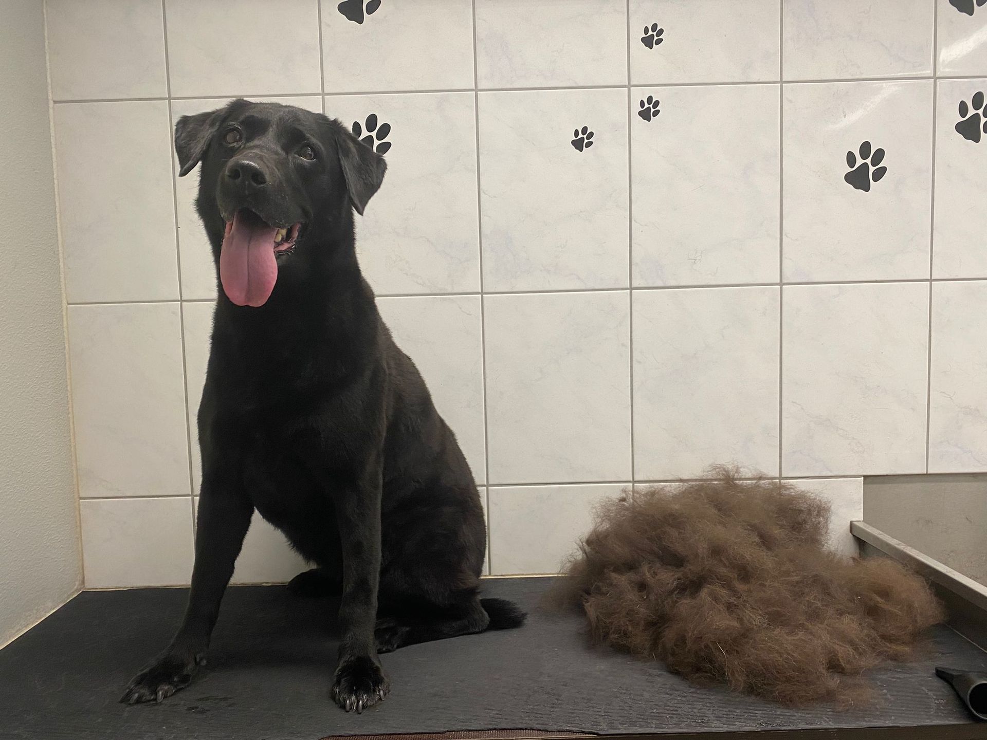 Schwarzer Hund mit heraushängender Zunge sitzt neben einem Fellhaufen auf einem Trimmtisch. Weißer Fliesenhintergrund.