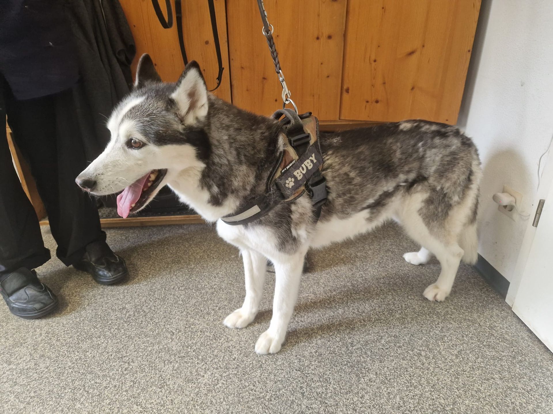 Ein Siberian Husky mit Geschirr steht hechelnd im Haus. Sein Fell ist grau und weiß.