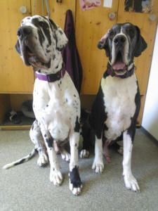 Zwei Deutsche Doggen sitzen im Haus: eine schwarz-weiß, die andere gefleckt; beide tragen Halsbänder.