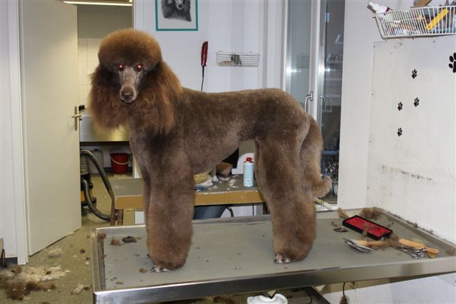 Brauner Standardpudel in einem Hundefriseursalon mit klassischem Continental-Schnitt.