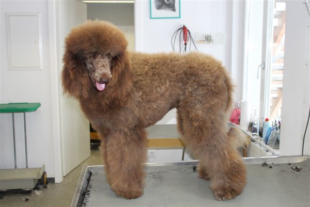 Brauner Pudel mit flauschigem Fell und heraushängender Zunge steht drinnen auf einem Pflegetisch.