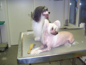 Zwei Chinesische Schopfhunde auf einem Trimmtisch. Einer ist haarlos, der andere hat langes Haar.