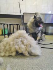 Hund wird gepflegt, großer Fellhaufen daneben. Hund hechelt.