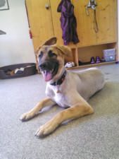 Braun-schwarzer Hund mit heraushängender Zunge, der glücklich vor einem Holzschrank auf dem Boden liegt.