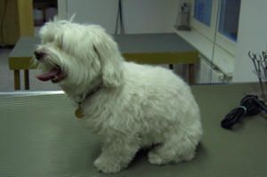 Weißer Malteser sitzt mit offenem Maul auf einem Pflegetisch. Darin trägt der Hund eine goldene Halsbandmarke.
